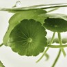 Light On Serum Centella + Vita C, 30 ml